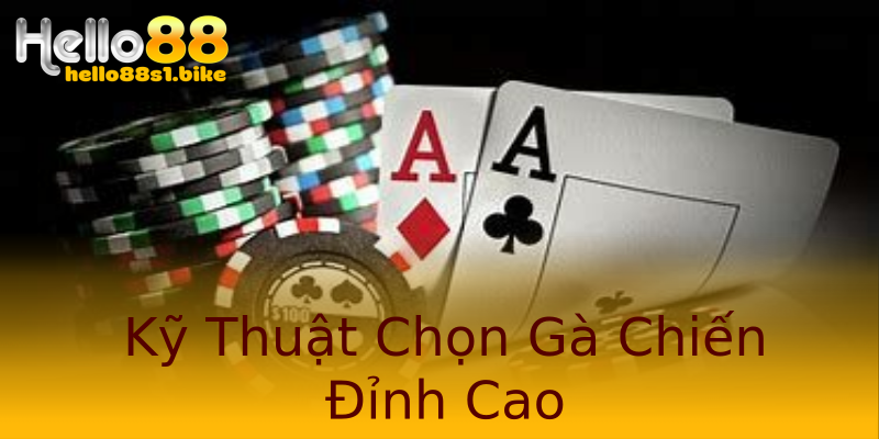 Kỹ Thuật Chọn Gà Chiến Đỉnh Cao